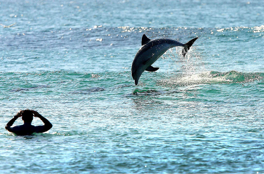 HAPPY DAYS: A welcome visitor to the bay in contrast to the menacing presences in the water lately HAPPY DAYS: A welcome visitor to the bay in contrast to the menacing presences in the water lately